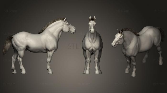 3D model Draft Horse (STL)